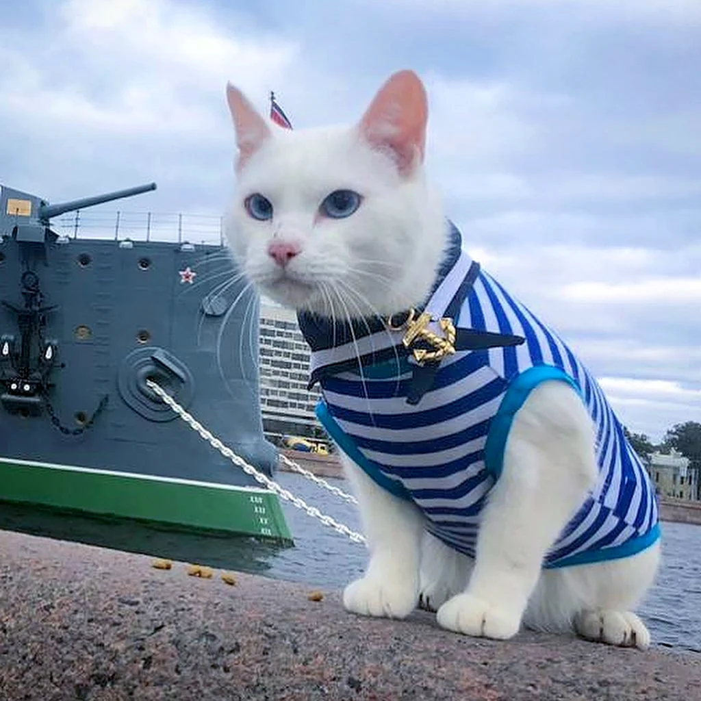 Кот в тельняшке
