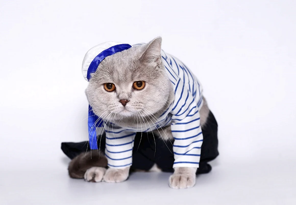 Кот в тельняшке