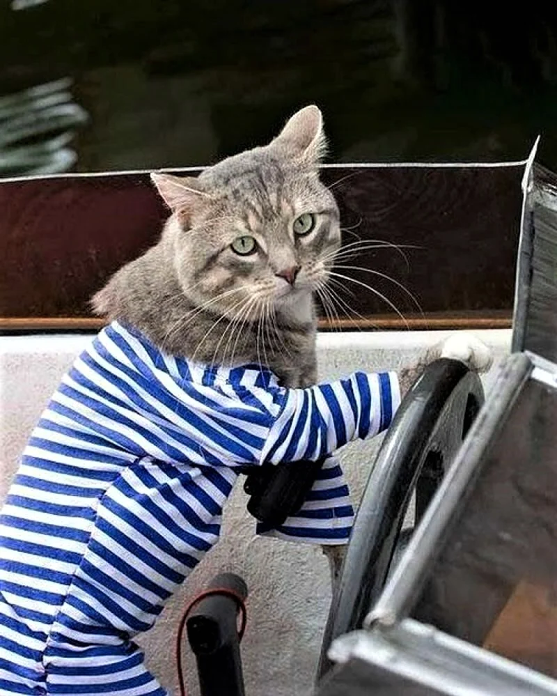 Кот в тельняшке
