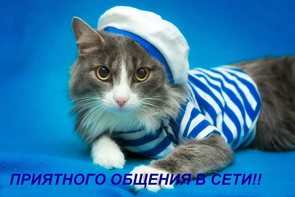 Кот в тельняшке