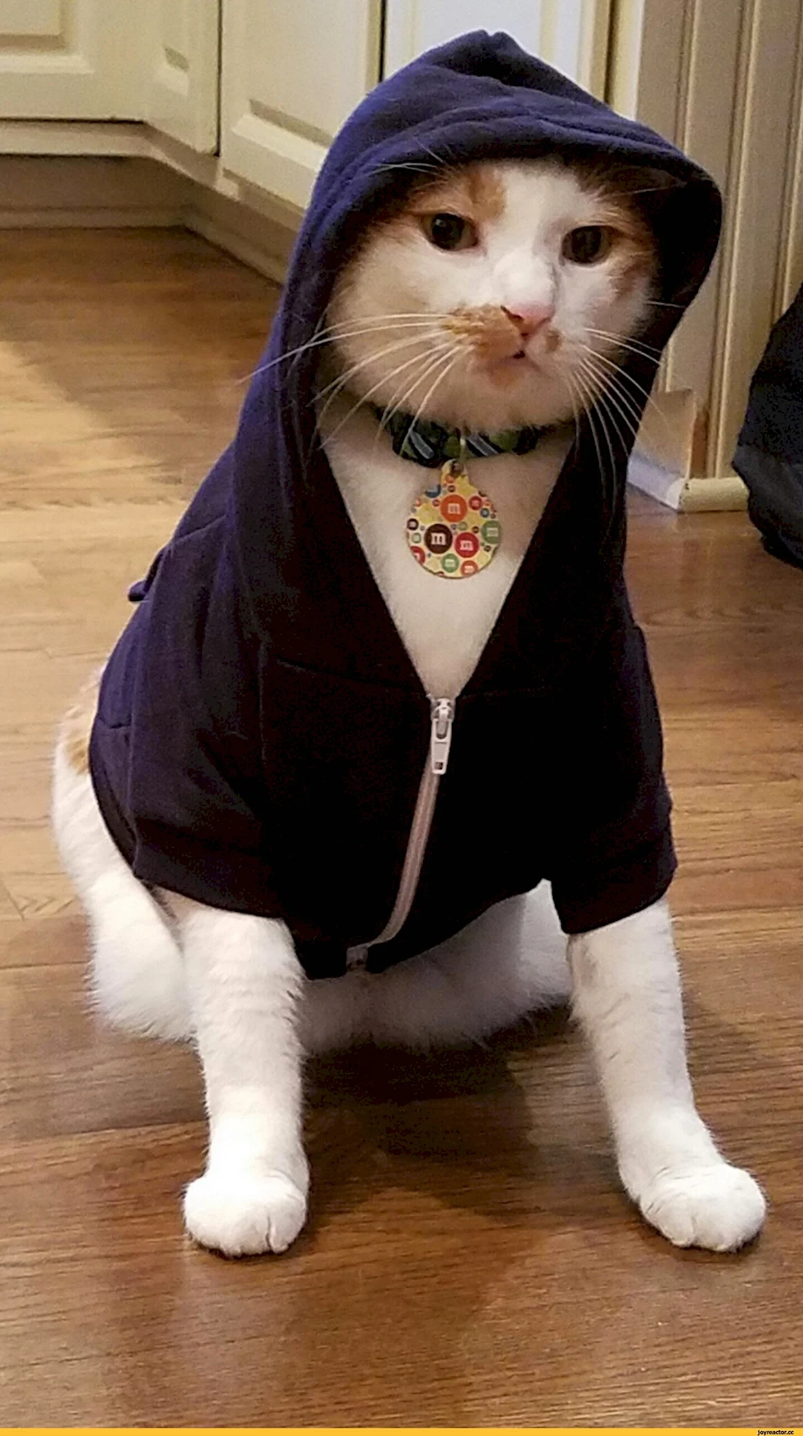 Кот в толстовке