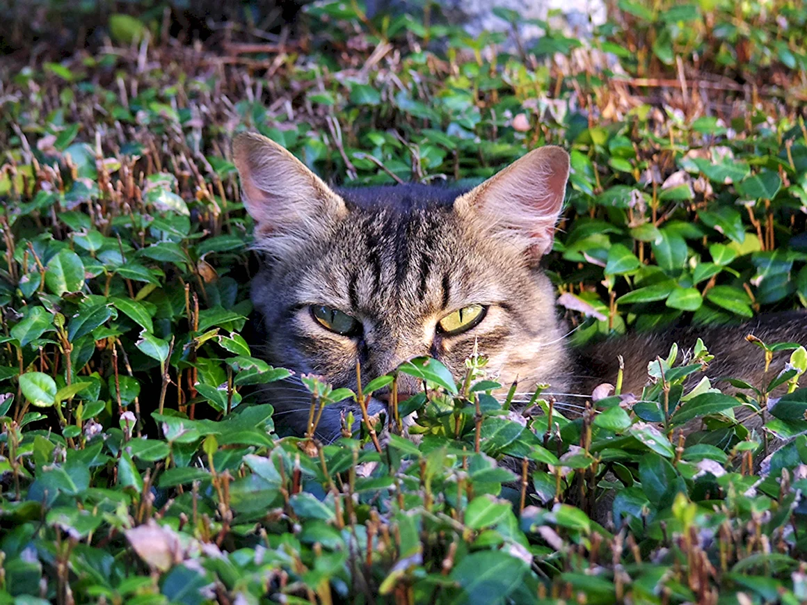 Кот в траве