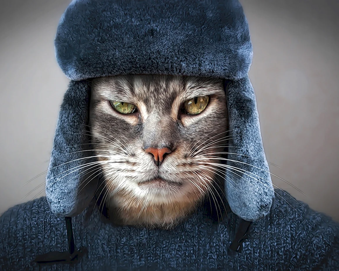Кот в ушанке