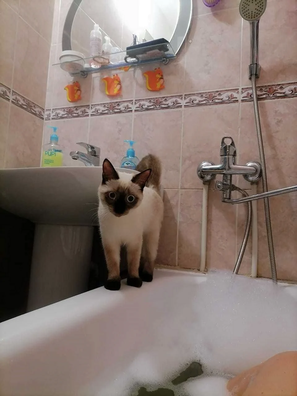 Кот в ванной