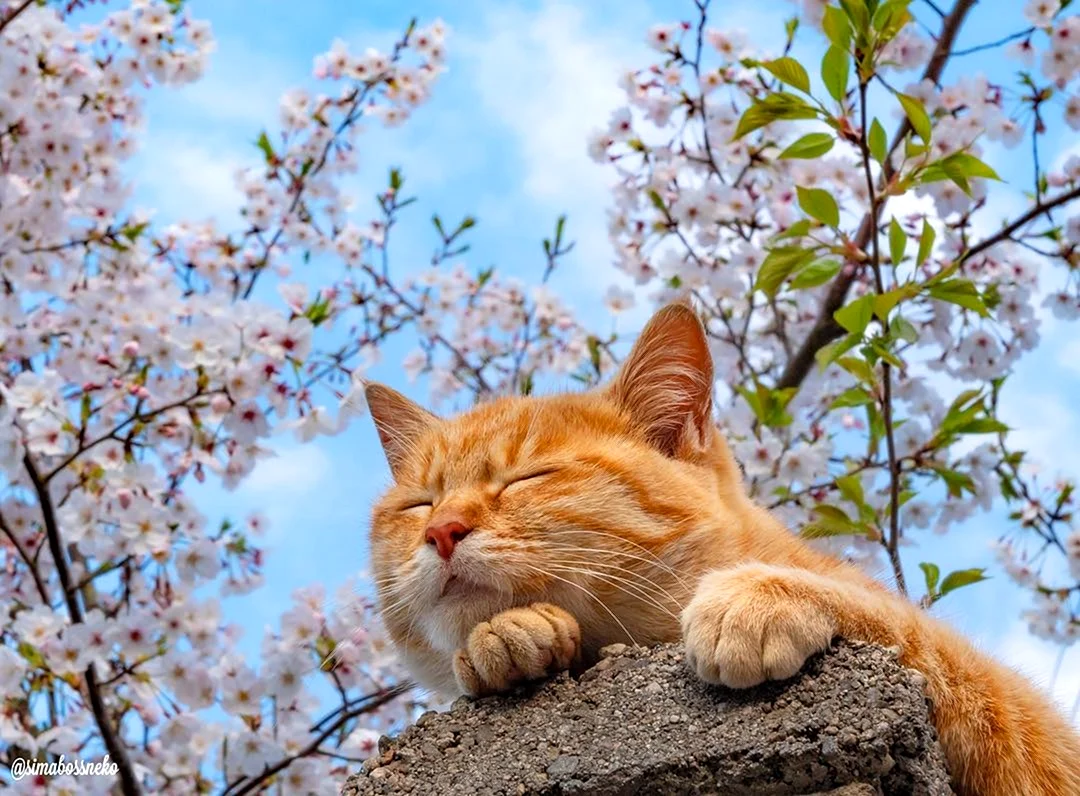 Кот Весна