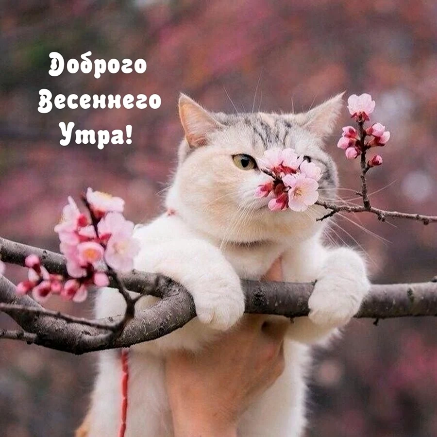 Кот Весна