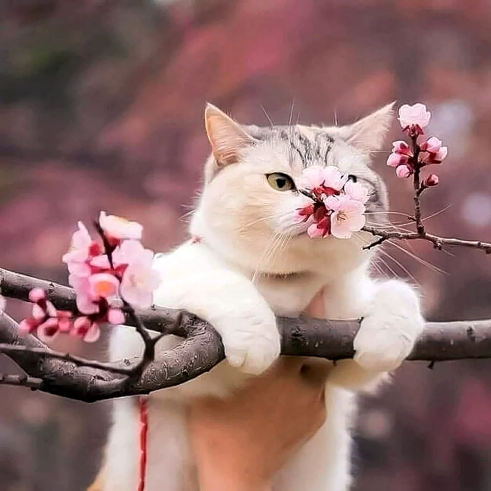 Кот Весна