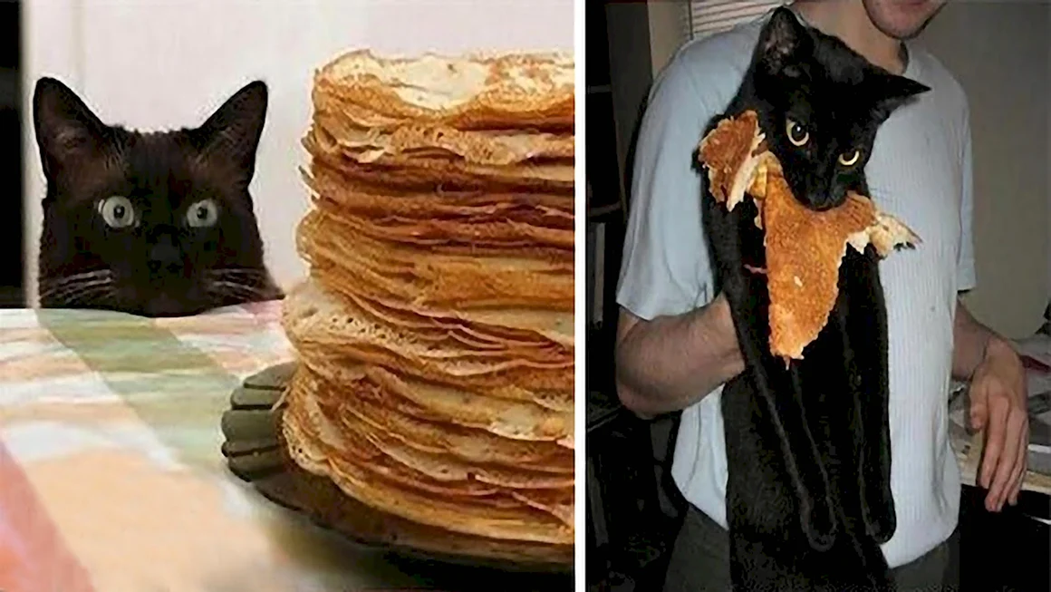 Кот ворует блины