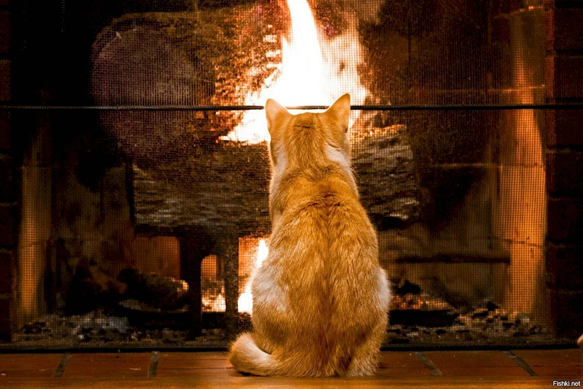 Кот возле камина