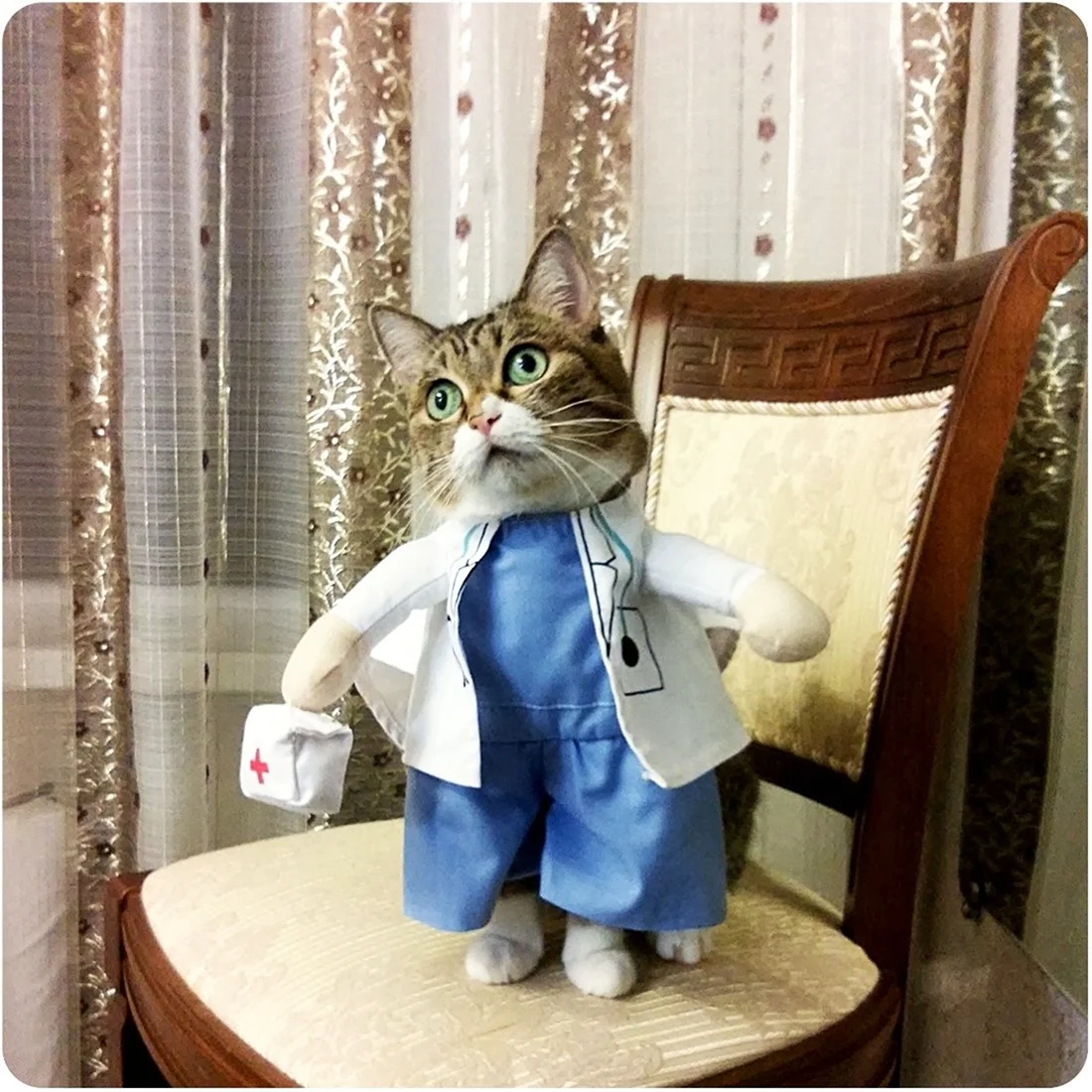 Кот врач