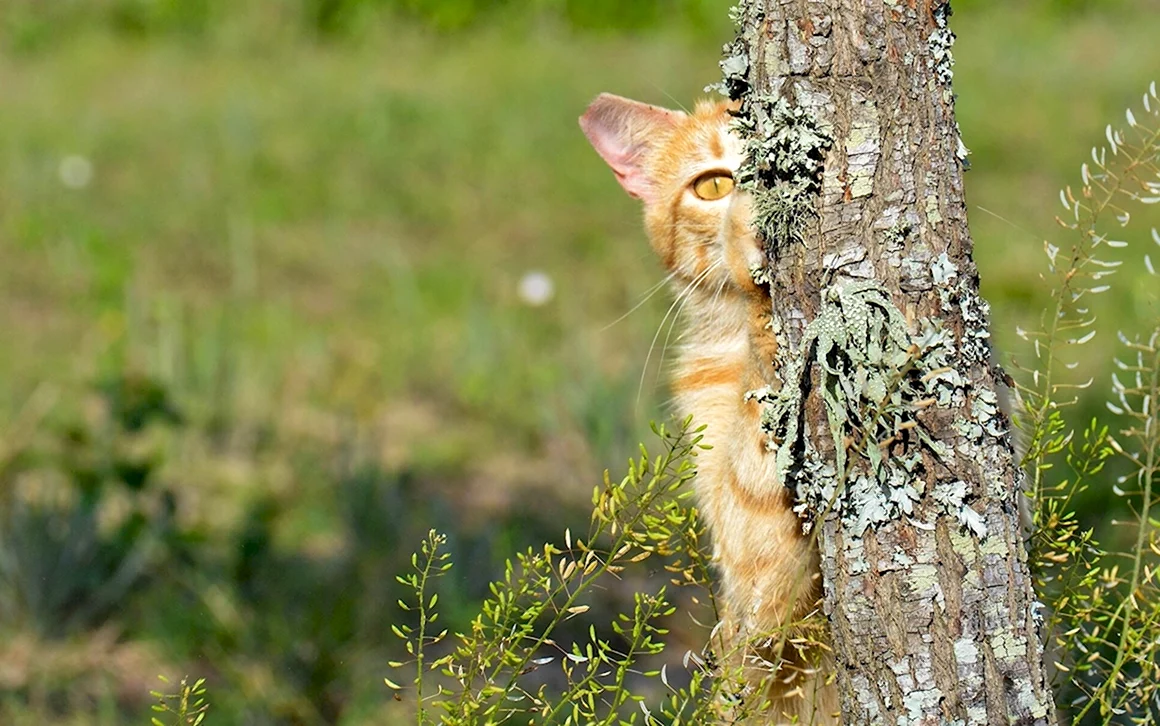Кот за деревом