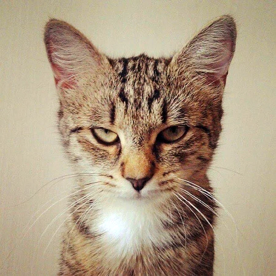 Кот задумался