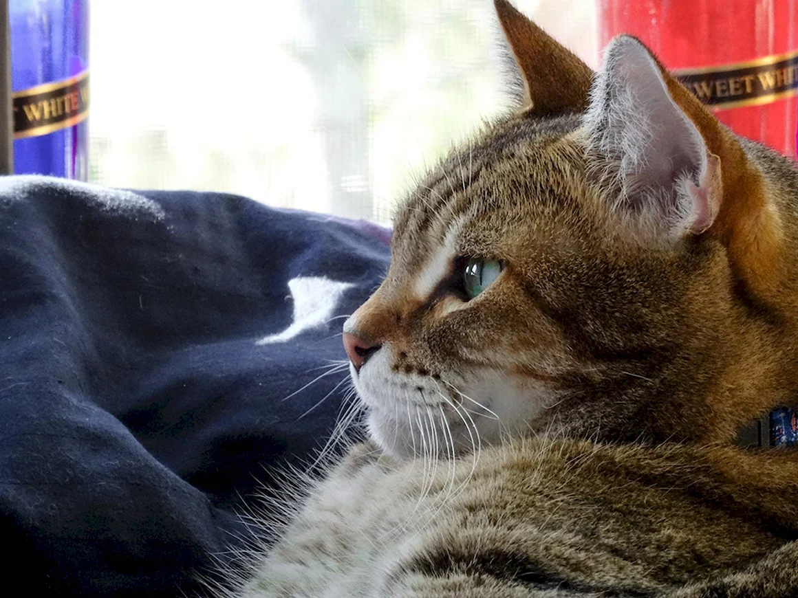 Кот задумался