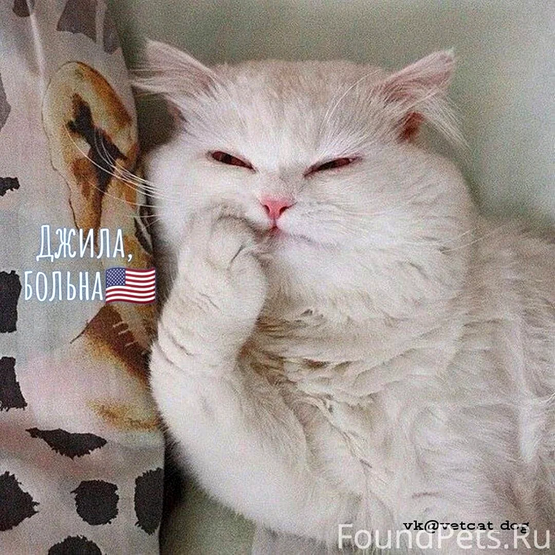 Кот задумался