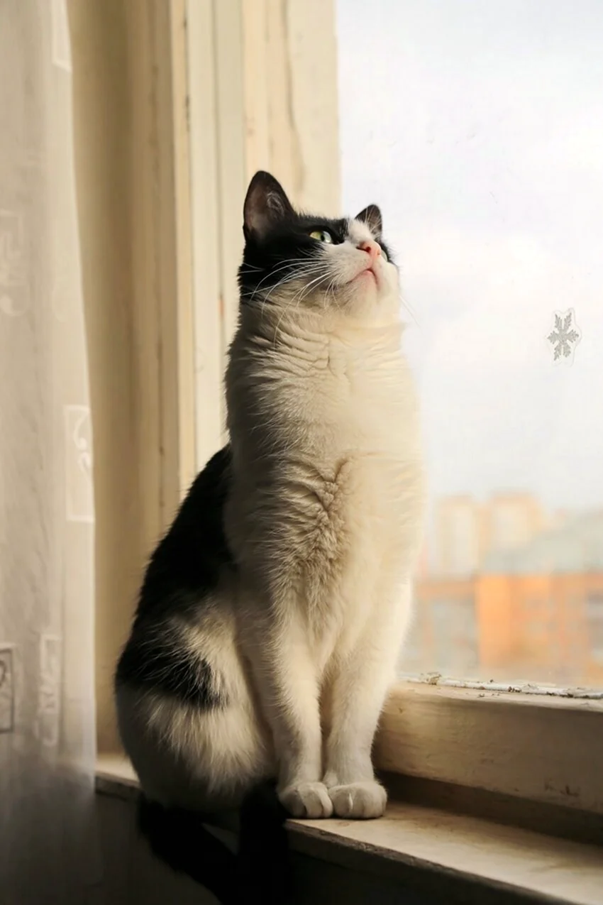 Кот задумчивый