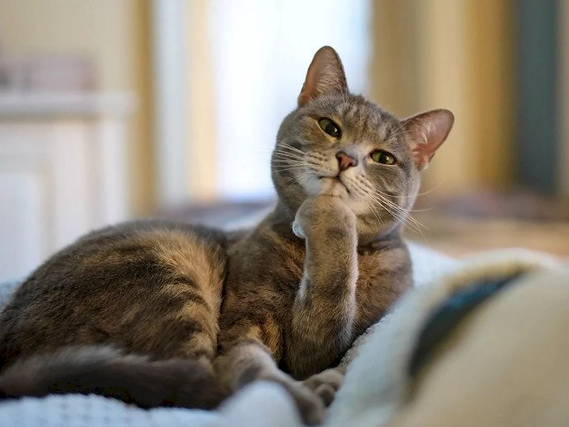 Кот задумчивый
