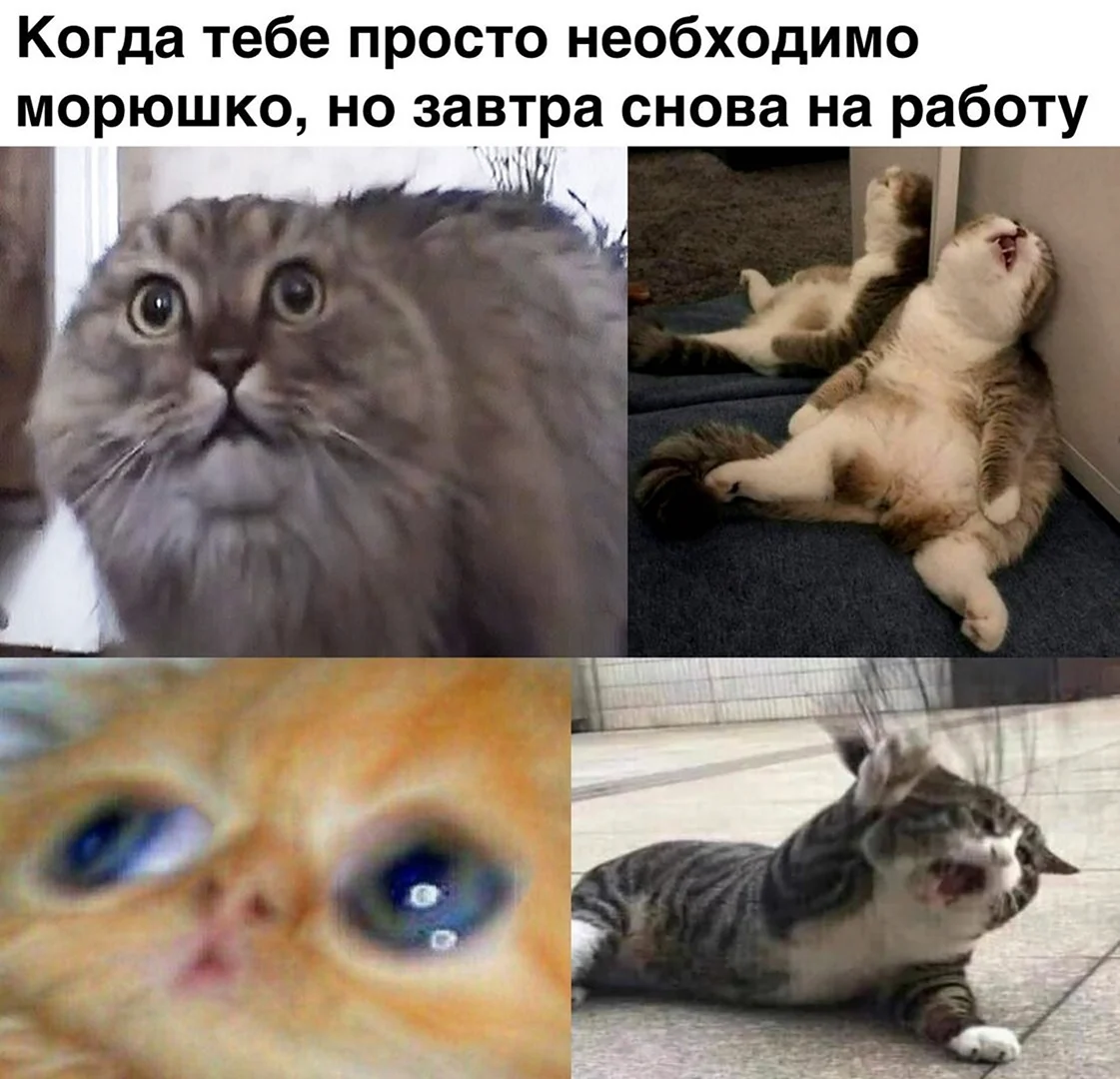 Кот завтра на работу