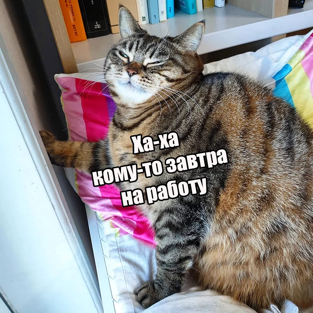 Кот завтра на работу