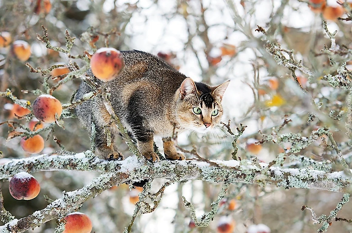 Кот зима