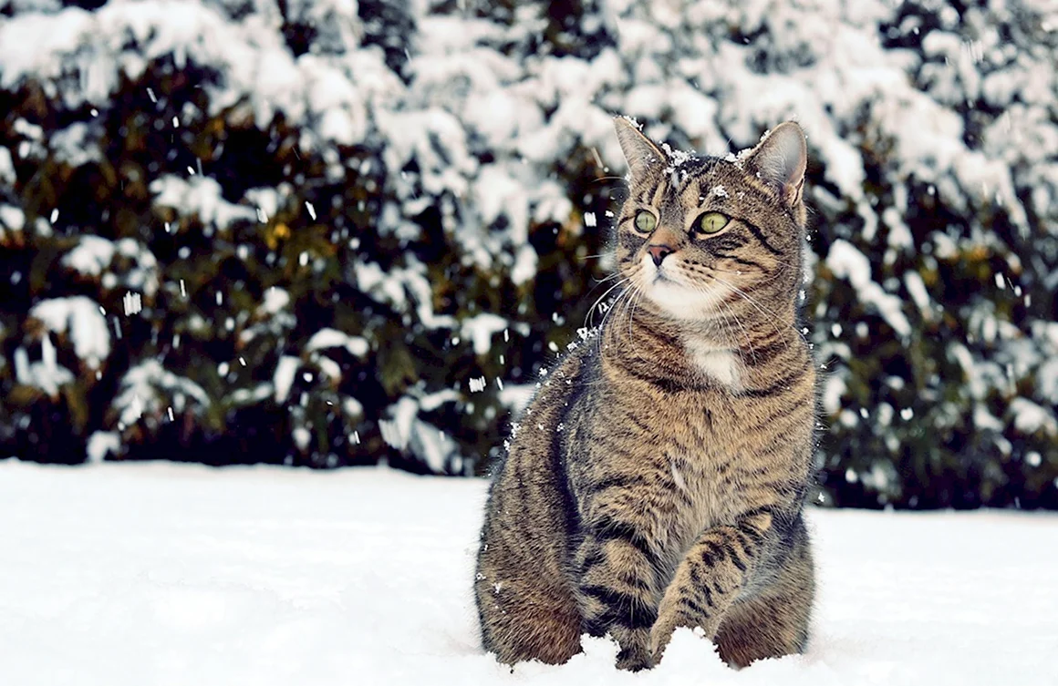 Кот зима
