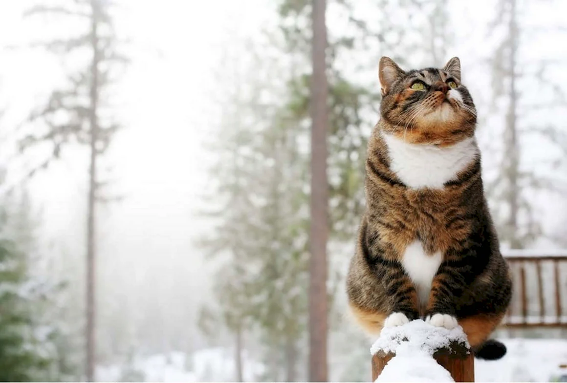 Кот зима утро