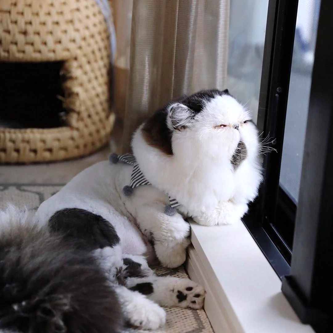 Кот зуу