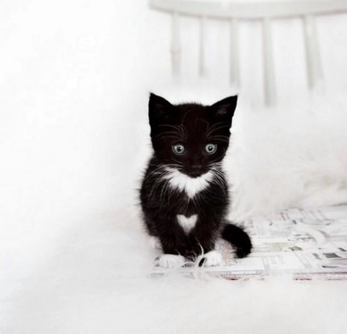 Котенок черно-белый