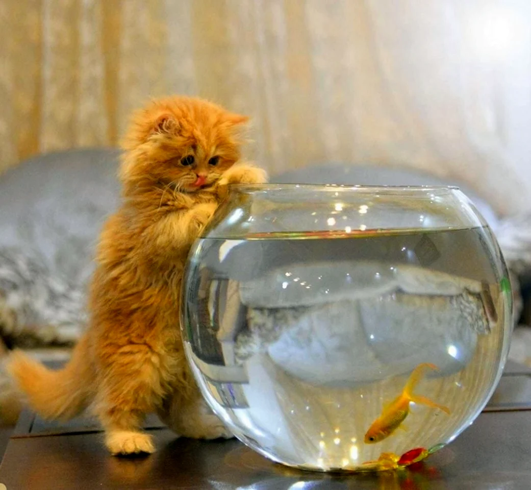 Котенок и аквариум