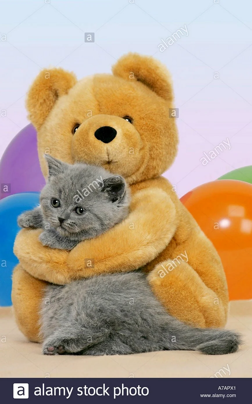 Котенок и Медвежонок
