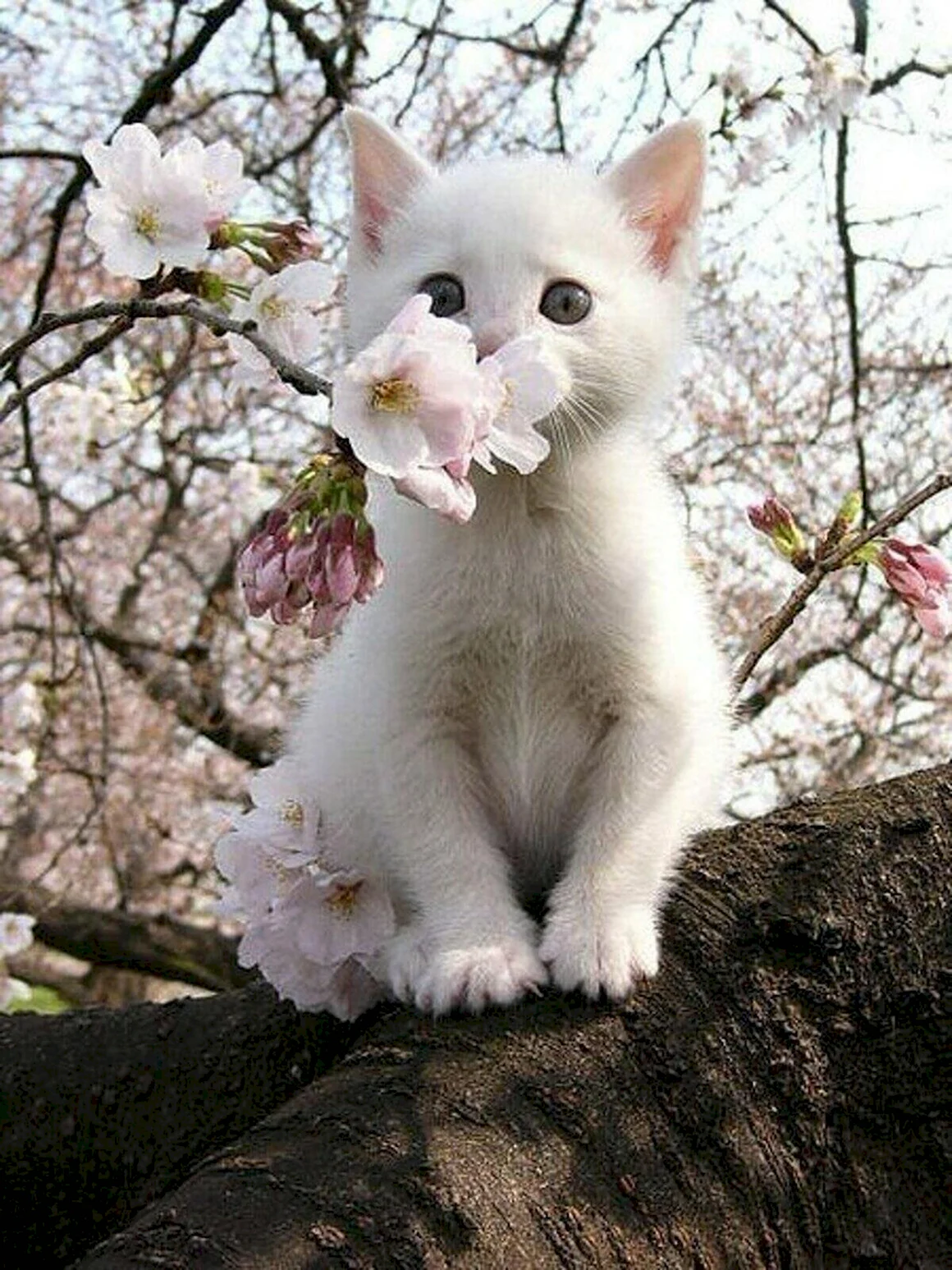 Котенок и Весна