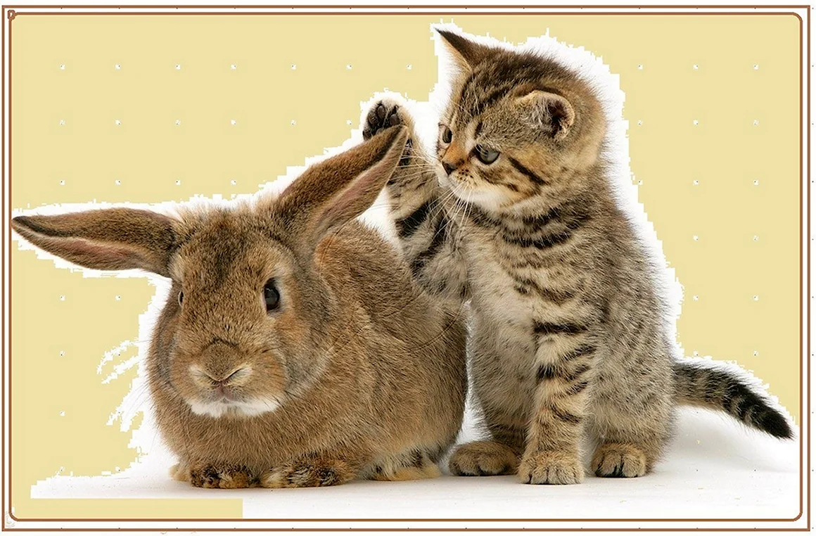Котенок и Зайчонок
