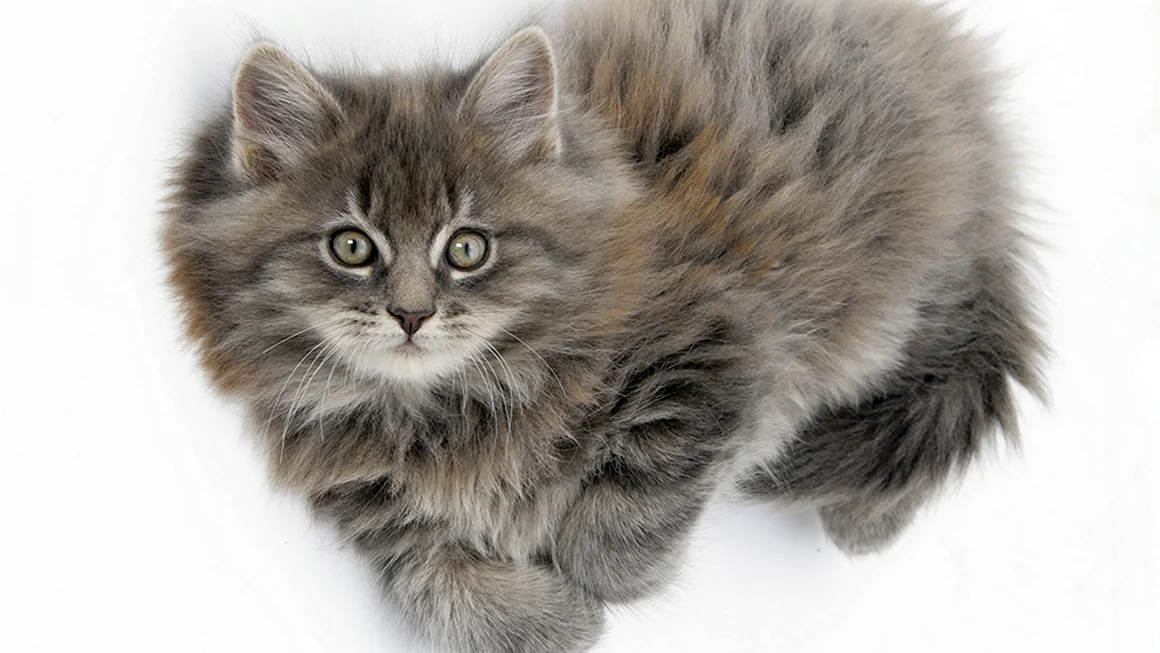 Котенок Мейн кун шерсть