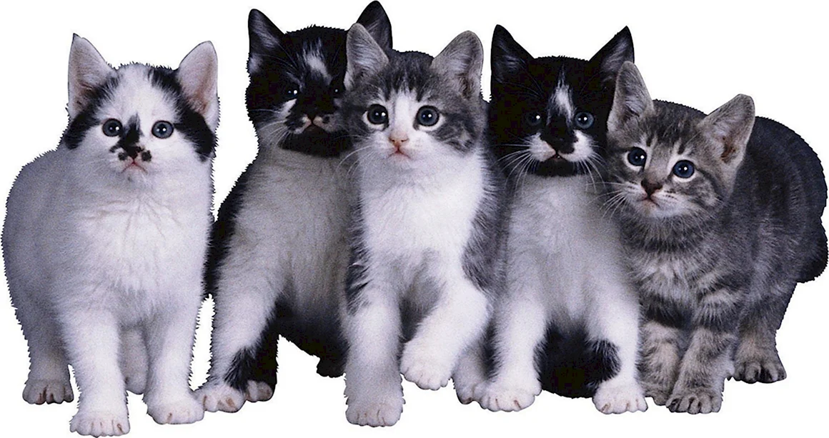 Котенок на прозрачном фоне