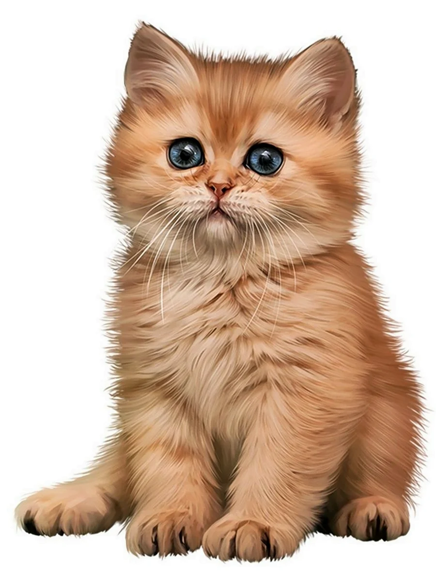 Котенок на прозрачном фоне