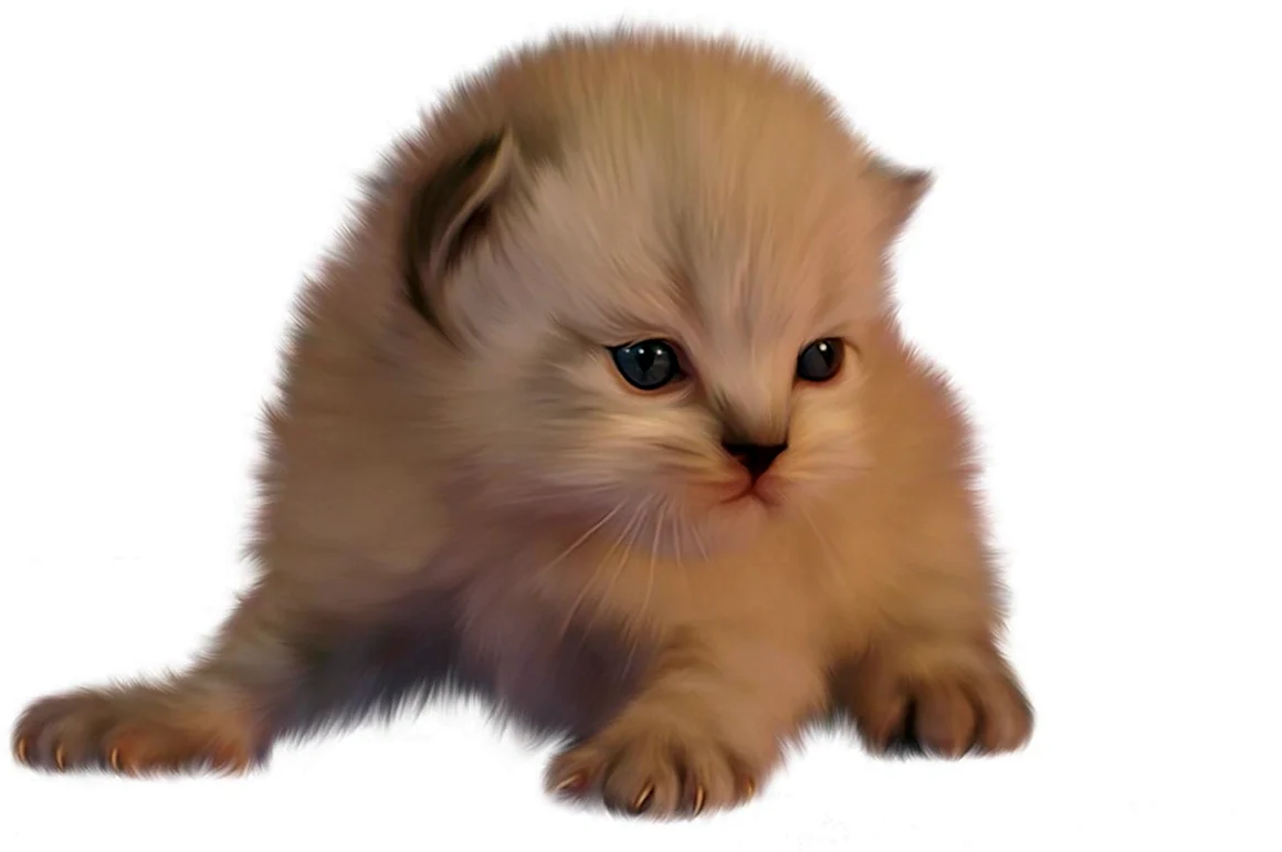 Котенок на прозрачном фоне