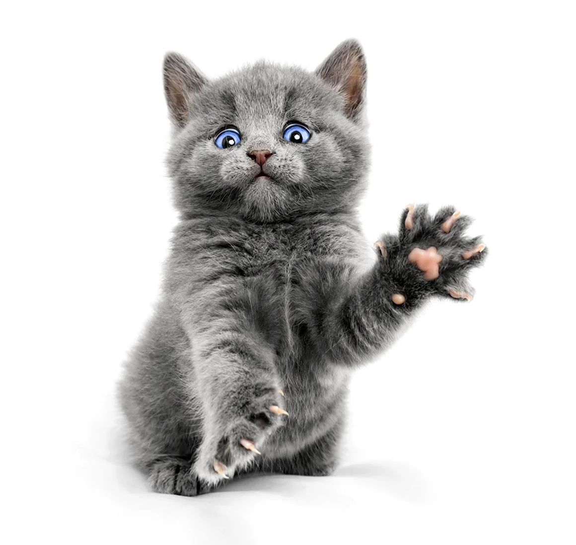 Котенок на прозрачном фоне