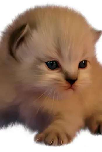Котенок на прозрачном фоне
