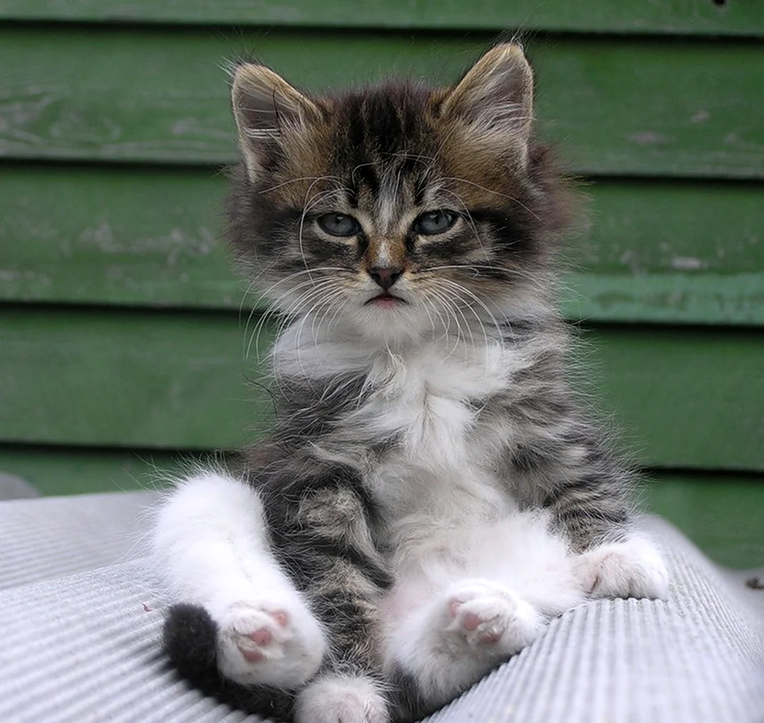 Котенок не понимает