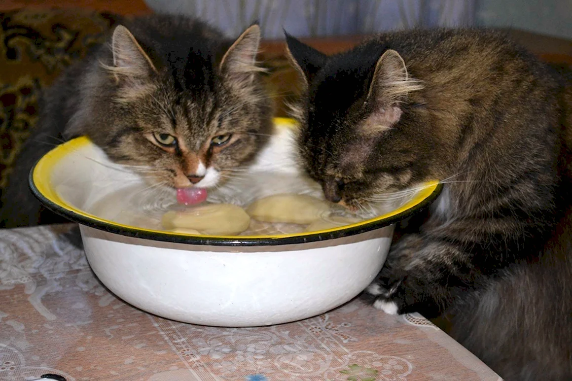 Котенок обедает