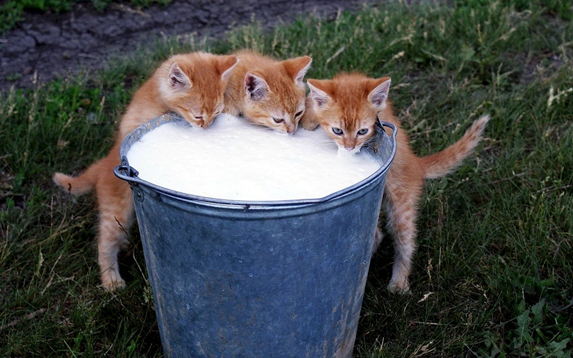 Котенок пьет молоко