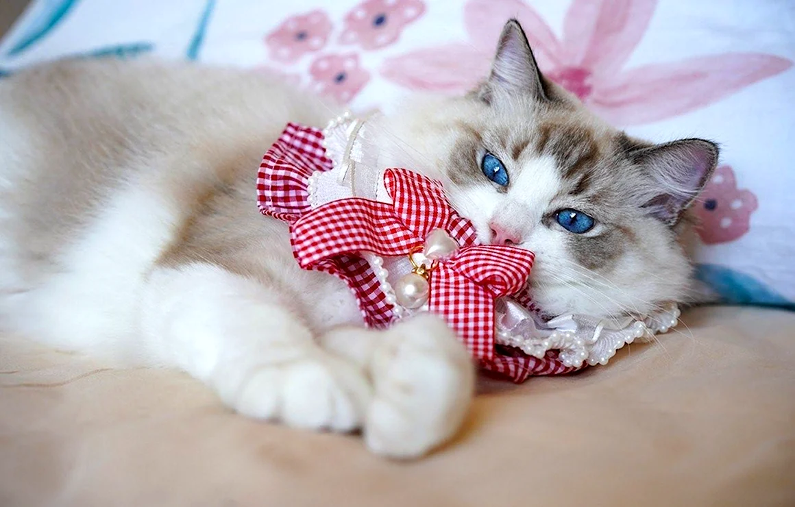 Котенок с бантиком