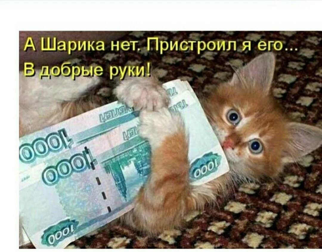 Котенок с деньгами