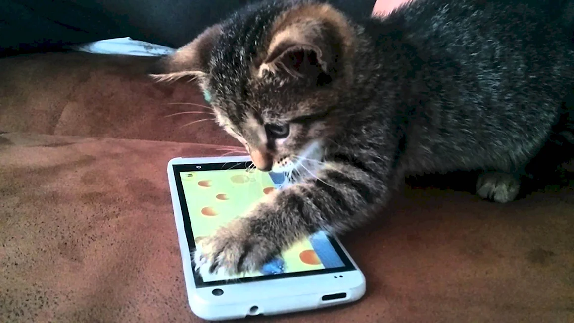 Котенок с телефоном