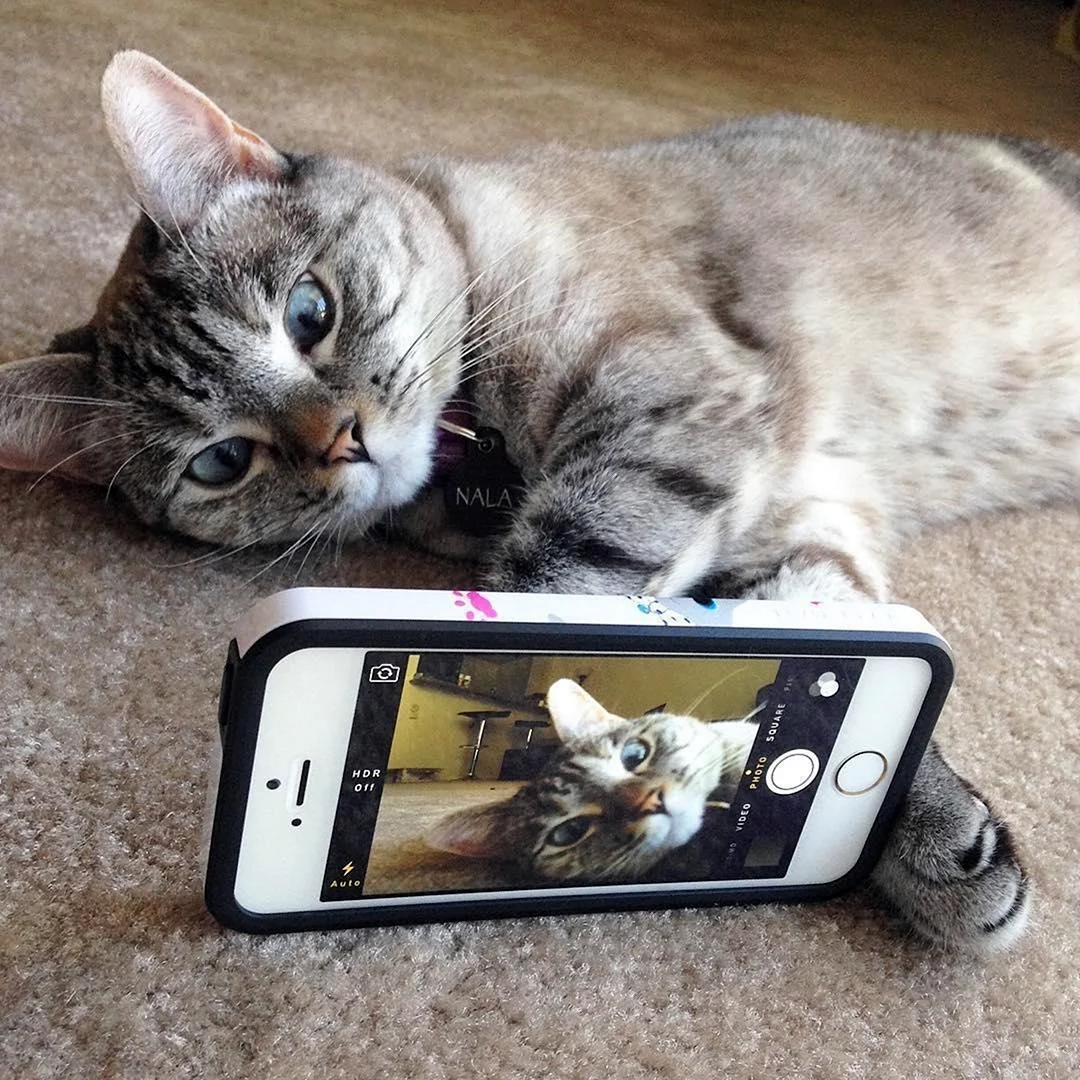 Котенок с телефоном