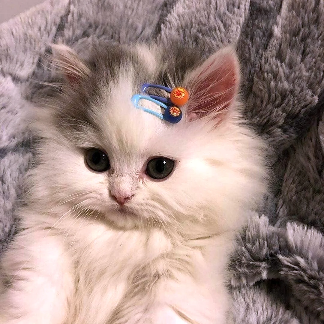 Котенок с заколкой