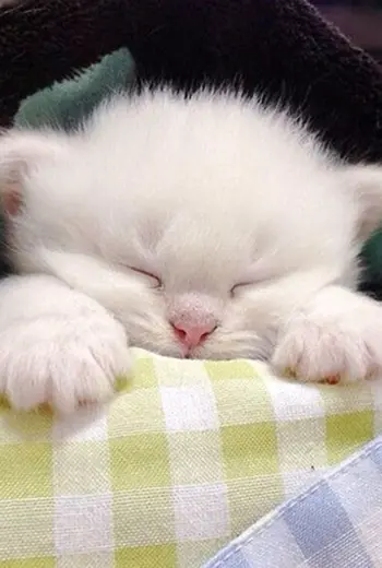 Котенок спит