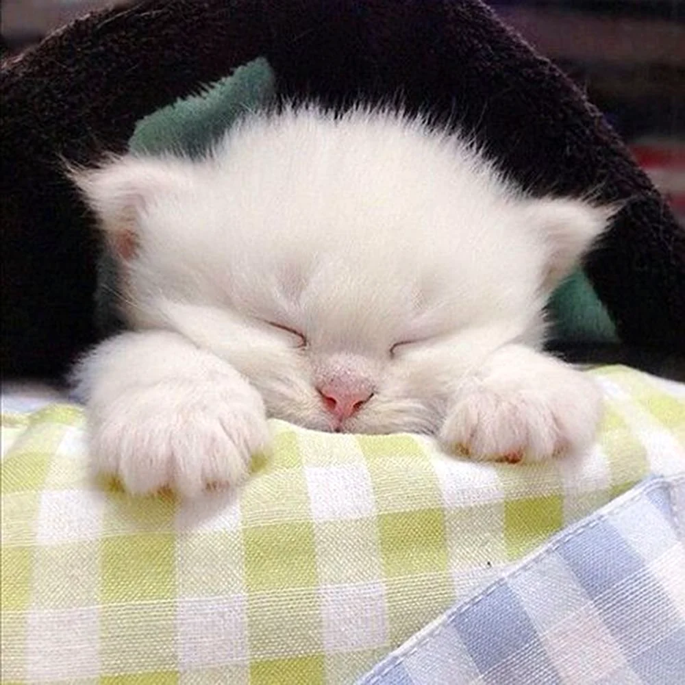 Котенок спит