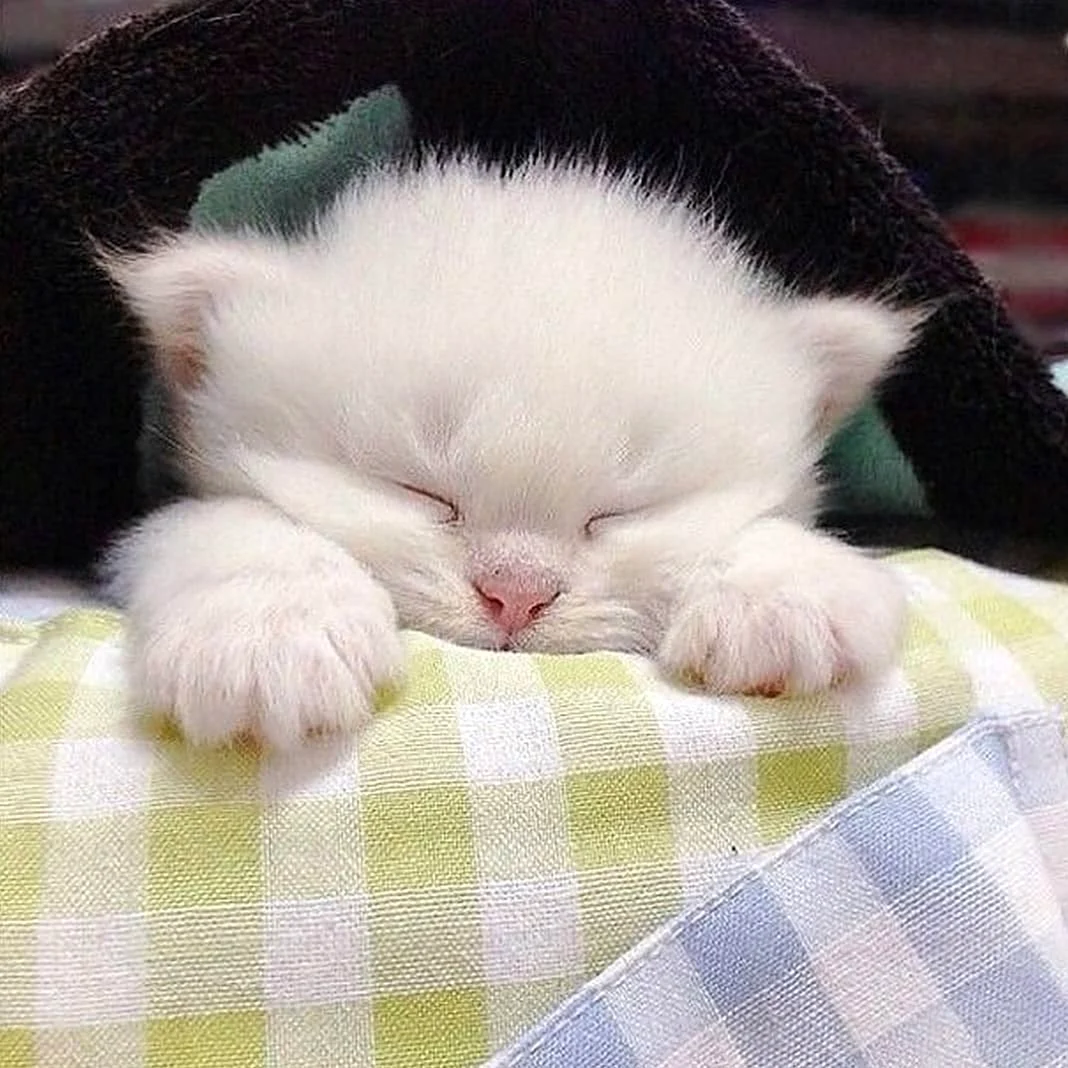Котенок спит