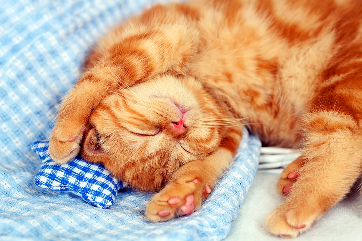Котенок спит
