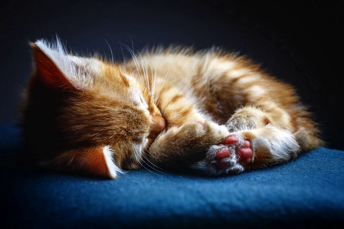 Котенок спит